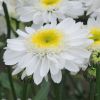 Leucanthemum Sunny Side Up